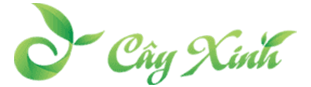 Trang chủ 49 cay